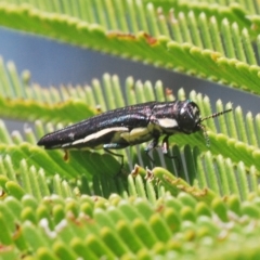 Agrilus hypoleucus at Molonglo Valley, ACT - 4 Apr 2023 12:37 PM