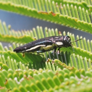 Agrilus hypoleucus at Molonglo Valley, ACT - 4 Apr 2023