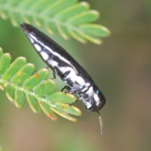 Agrilus hypoleucus at Molonglo Valley, ACT - 4 Apr 2023