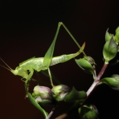 Unidentified Katydid (Tettigoniidae) at Wellington Point, QLD - 13 Mar 2023 by TimL