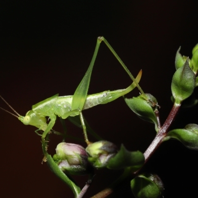 Unverified Katydid (Tettigoniidae) at  - suppressed by TimL
