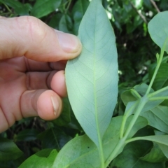 Santalum album (Indian Sandalwood) at Shannonvale, QLD - 30 Mar 2023 by Jase