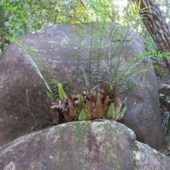 Drynaria rigidula at Fitzroy Island, QLD - 31 Mar 2023 by MatthewFrawley