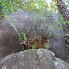 Drynaria rigidula at Fitzroy Island, QLD - 30 Mar 2023 by MatthewFrawley