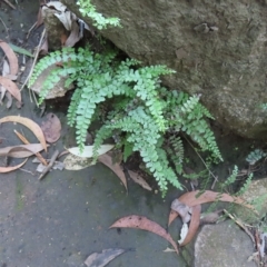 Unverified Fern or Clubmoss at Fitzroy Island, QLD - 31 Mar 2023 by MatthewFrawley