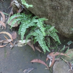 Unidentified Fern or Clubmoss at Fitzroy Island, QLD - 30 Mar 2023 by MatthewFrawley