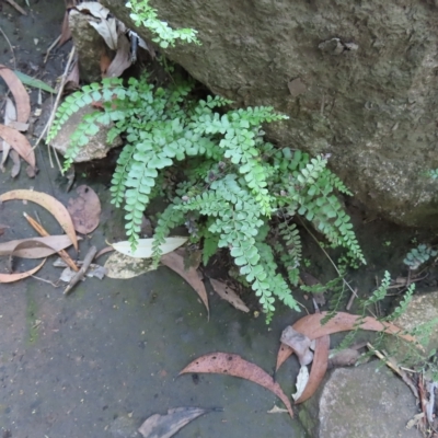 Unidentified Fern or Clubmoss at Fitzroy Island, QLD - 30 Mar 2023 by MatthewFrawley