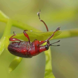 Euops sp. (genus) at O'Connor, ACT - 1 Feb 2023