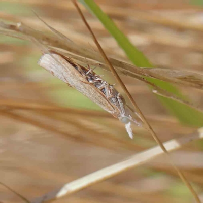 Faveria tritalis (Couchgrass Webworm) at O'Connor, ACT - 1 Feb 2023 by ConBoekel