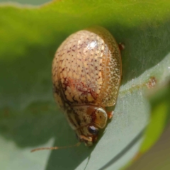 Paropsisterna laesa (Laesa leaf beetle) at O'Connor, ACT - 1 Feb 2023 by ConBoekel