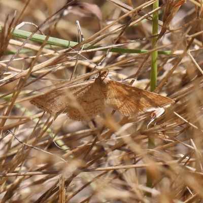 Scopula rubraria (Reddish Wave, Plantain Moth) at O'Connor, ACT - 31 Jan 2023 by ConBoekel