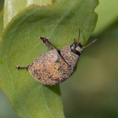 Trachymela sp. (genus) (Brown button beetle) at O'Connor, ACT - 1 Feb 2023 by ConBoekel