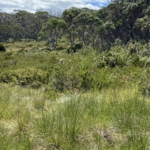 Hookerochloa hookeriana at Cotter River, ACT - 26 Feb 2023