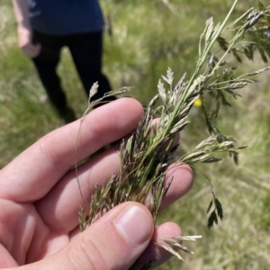 Hookerochloa hookeriana at Cotter River, ACT - 26 Feb 2023 12:52 PM