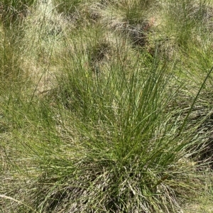 Hookerochloa hookeriana at Cotter River, ACT - 26 Feb 2023 12:52 PM