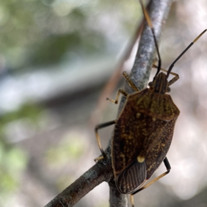 Poecilometis strigatus at Canberra, ACT - 5 Apr 2023