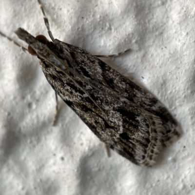 Scoparia oxygona (A Pyralid moth) at Canberra, ACT - 4 Apr 2023 by Hejor1