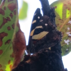 Vanessa itea (Yellow Admiral) at Flynn, ACT - 28 Mar 2023 by Christine