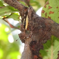 Vanessa itea at Flynn, ACT - 28 Mar 2023 10:58 AM