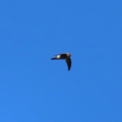 Aerodramus terraereginae (Australian Swiftlet) at Fitzroy Island, QLD - 31 Mar 2023 by MatthewFrawley