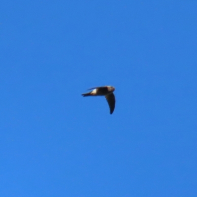 Aerodramus terraereginae (Australian Swiftlet) at Fitzroy Island, QLD - 30 Mar 2023 by MatthewFrawley