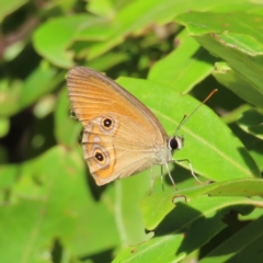 Hypocysta adiante (Orange Ringlet) at Fitzroy Island, QLD - 30 Mar 2023 by MatthewFrawley