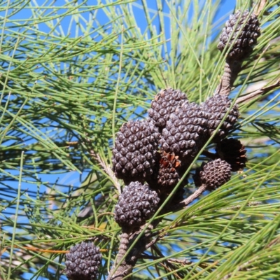 Allocasuarina littoralis (Black She-oak) at Fitzroy Island, QLD - 30 Mar 2023 by MatthewFrawley