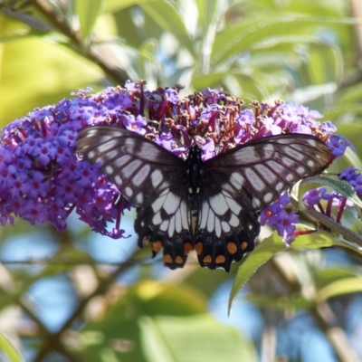 Papilio anactus (Dainty Swallowtail) at Chisholm, ACT - 5 Apr 2023 by RomanSoroka