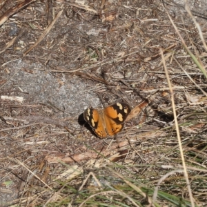 Heteronympha merope at Lyons, ACT - 3 Apr 2023