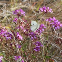 Pieris rapae (Cabbage White) at Lyons, ACT - 3 Apr 2023 by ran452