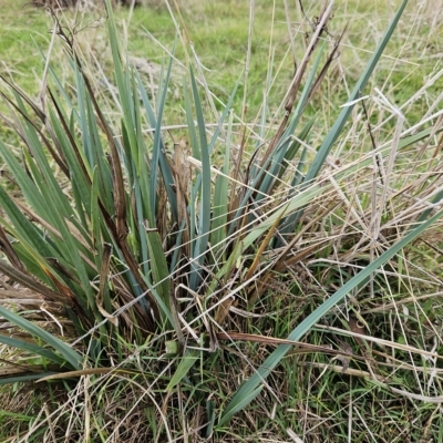 Dianella sp. aff. longifolia (Benambra) (Pale Flax Lily, Blue Flax Lily) at Molonglo Valley, ACT - 3 Apr 2023 by sangio7