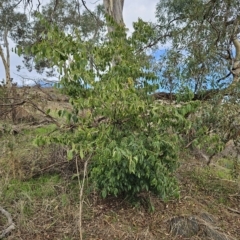 Celtis australis (Nettle Tree) at Molonglo Valley, ACT - 3 Apr 2023 by sangio7