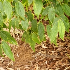 Celtis australis at Molonglo Valley, ACT - 3 Apr 2023