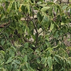 Celtis australis at Molonglo Valley, ACT - 3 Apr 2023 02:09 PM