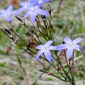 Wahlenbergia capillaris at Molonglo Valley, ACT - 3 Apr 2023