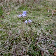 Wahlenbergia capillaris at Molonglo Valley, ACT - 3 Apr 2023 02:33 PM