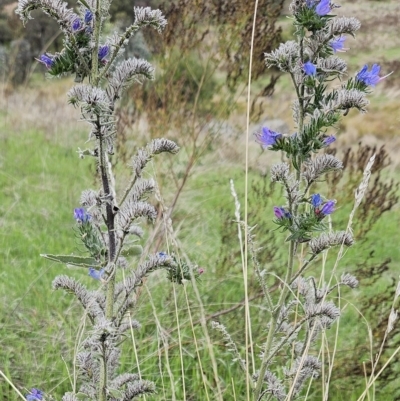 Echium vulgare (Vipers Bugloss) at Molonglo Valley, ACT - 3 Apr 2023 by sangio7