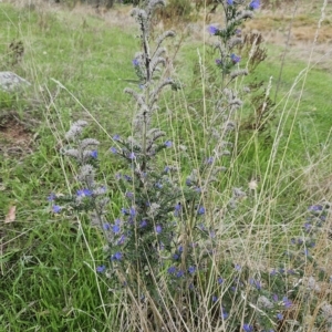 Echium vulgare at Molonglo Valley, ACT - 3 Apr 2023