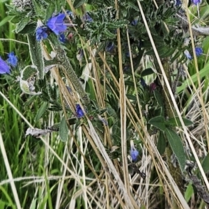 Echium vulgare at Molonglo Valley, ACT - 3 Apr 2023