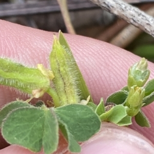 Oxalis thompsoniae at Hughes, ACT - 4 Mar 2023