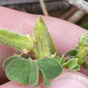 Oxalis thompsoniae at Hughes, ACT - 4 Mar 2023