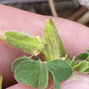 Oxalis thompsoniae at Hughes, ACT - 4 Mar 2023 12:23 PM