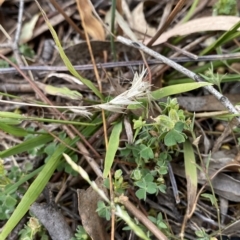 Oxalis thompsoniae at Hughes, ACT - 4 Mar 2023 12:23 PM