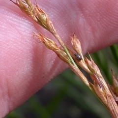 Lepidosperma laterale (Variable Sword Sedge) at Cotter River, ACT - 26 Feb 2023 by Tapirlord