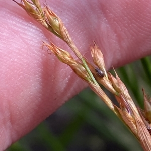 Lepidosperma laterale at Cotter River, ACT - 26 Feb 2023