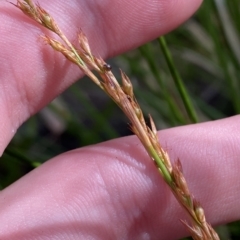 Lepidosperma laterale at Cotter River, ACT - 26 Feb 2023