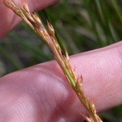 Lepidosperma laterale at Cotter River, ACT - 26 Feb 2023