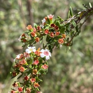 Baeckea utilis at Cotter River, ACT - 26 Feb 2023