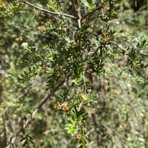 Baeckea utilis at Cotter River, ACT - 26 Feb 2023