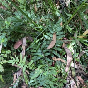 Blechnum wattsii at Cotter River, ACT - 26 Feb 2023 03:23 PM